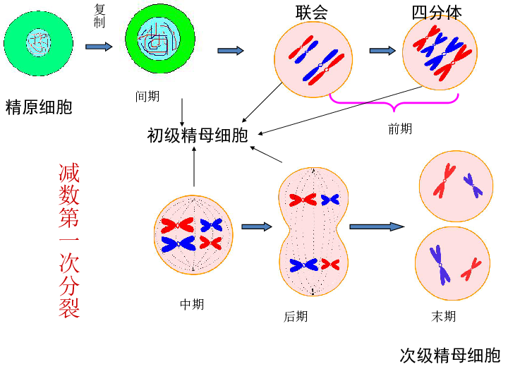 精子的形成过程