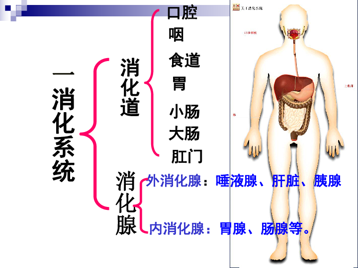 第四单元 生物圈中的人 第二章 人体的营养 第二节 消化和吸收