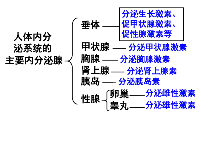 6.4激素调节课件 (共17张ppt)