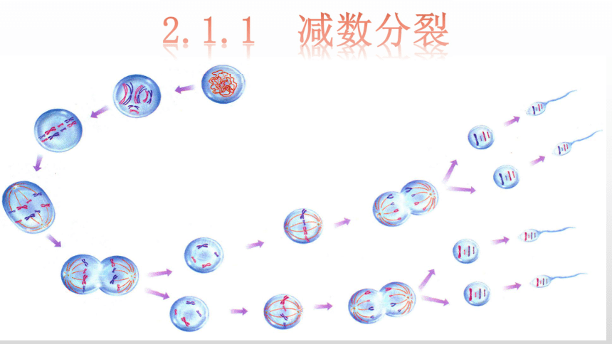 211减数分裂课件33张新教材20202021学年高一生物人教版2019必修二