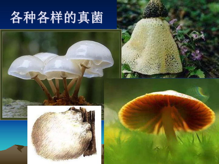 人教版八年级生物上册543真菌19张