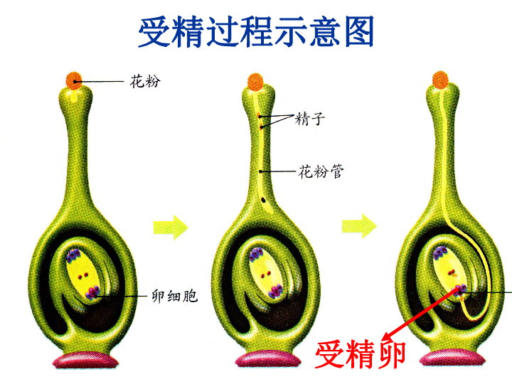 1.1植物的生殖 课件(共41张ppt)