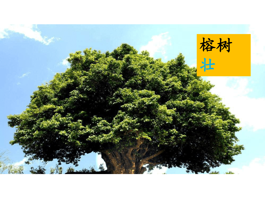 2树之歌课件共38张