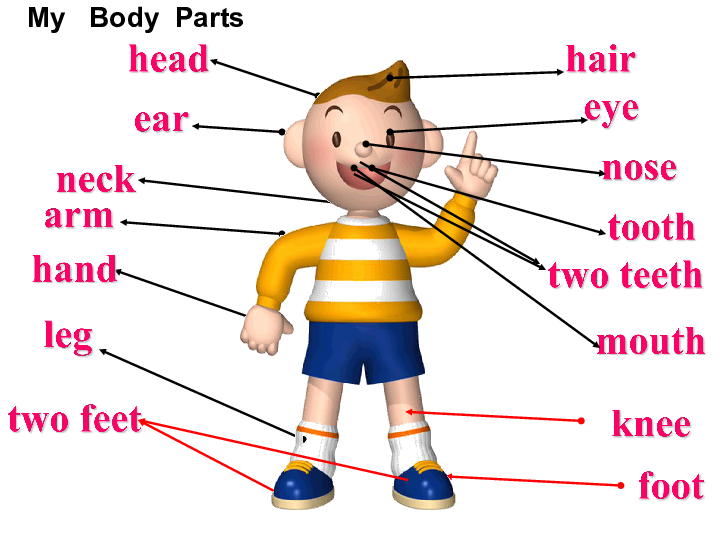 外研版英语七年级下module11bodylanguageunit2herearesomewaysto