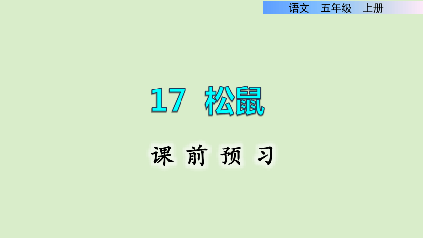 17松鼠课前预习课件共16张ppt