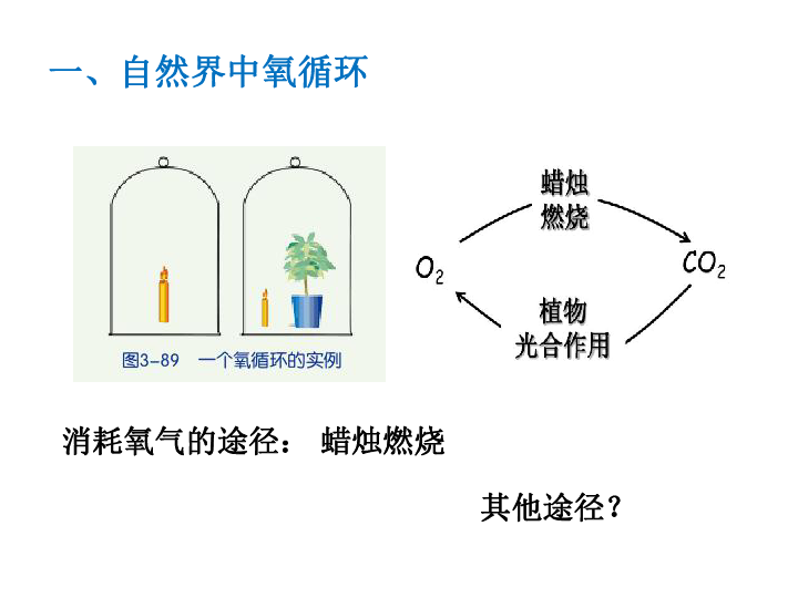 37自然界中的氧循环和碳循环课件12张ppt全