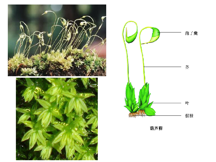 地面上的植物苔藓植物和蕨类植物课件20张ppt