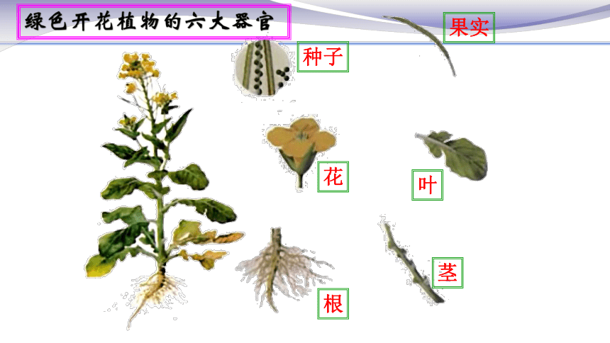 223植物体的结构层次课件共30张ppt