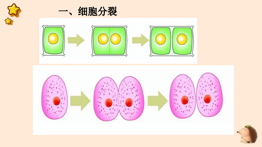 3 细胞分裂与分化 课件(共30张ppt 2021-2022学年苏教版生物七年级