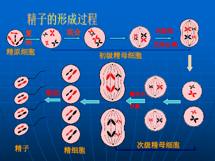 人教版必修二第二章第一节减数分裂和受精作用共15张ppt