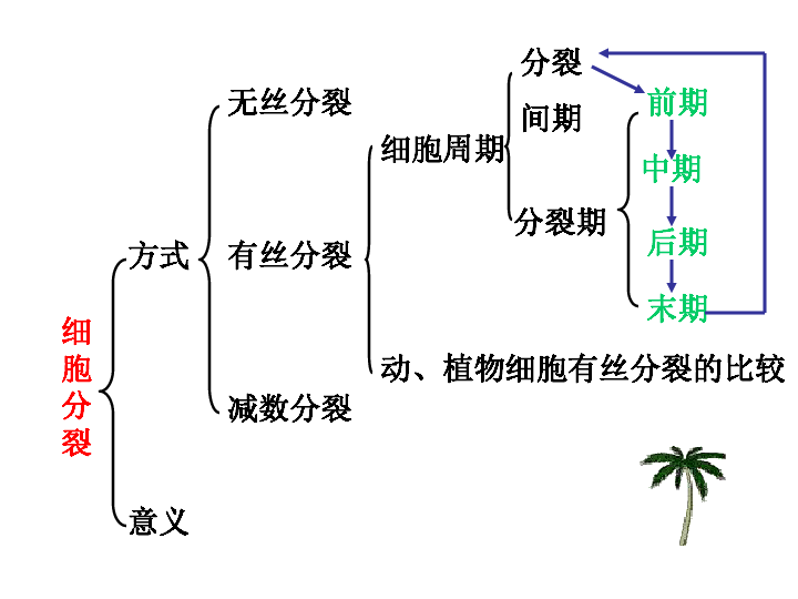 3.3细胞的分裂与分化(共25张ppt)