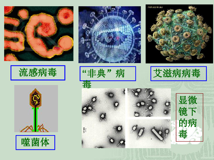 微生物        (共14张ppt)三,病毒(已知约有200种)1,病毒的形态和