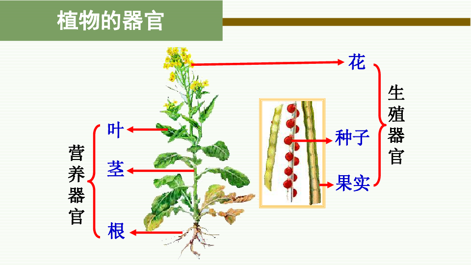 223植物体的结构层次课件26张ppt