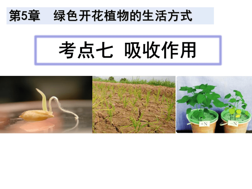 考点八吸收作用19张ppt