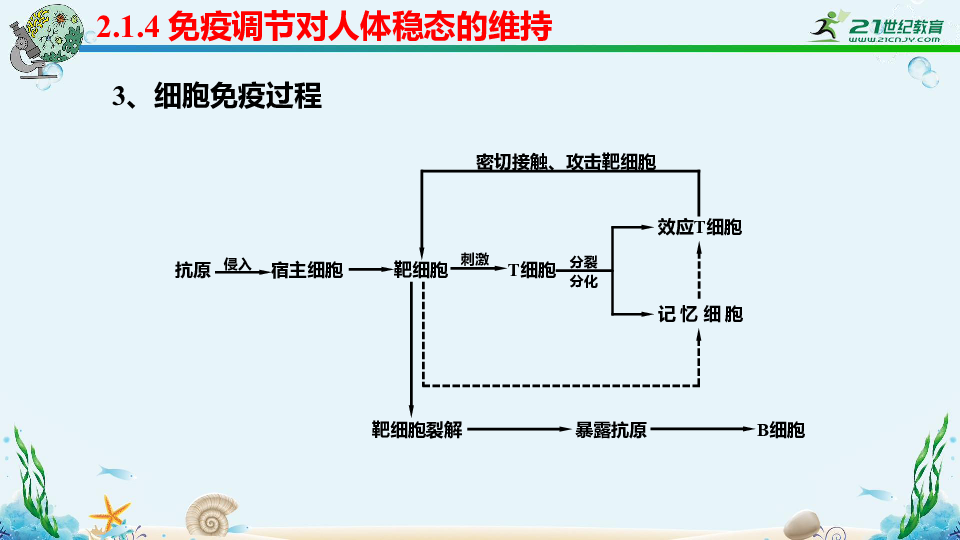 1.4 免疫调节对人体稳态的维持2(33张ppt)