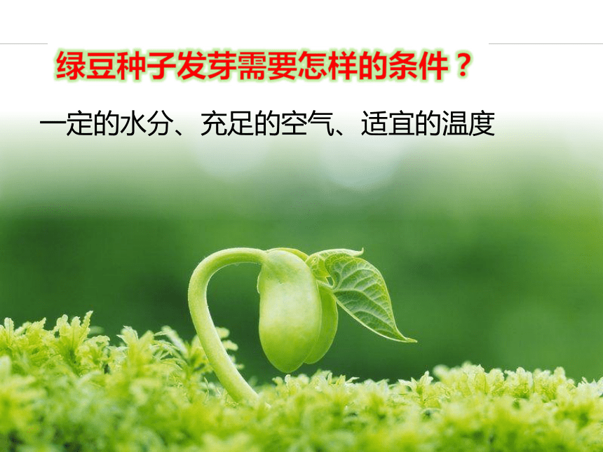 3《绿豆苗的生长(课件20张ppt)