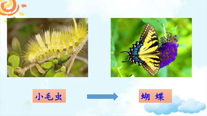 22小毛虫课件42张