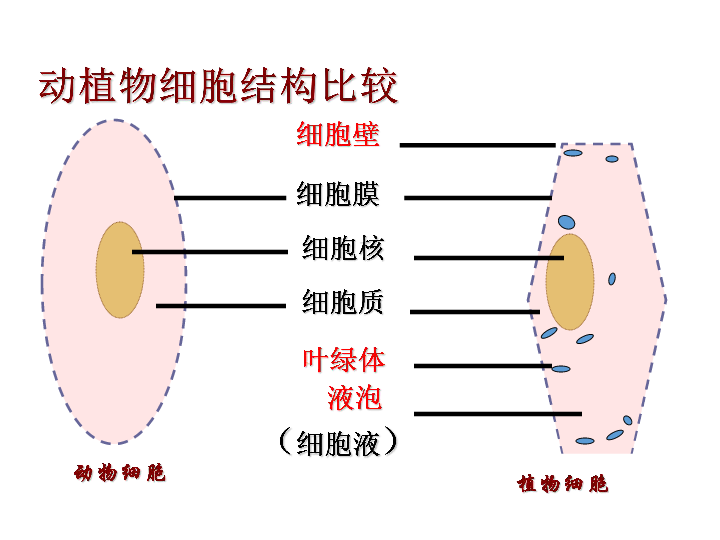 七年级上册 第二单元 生物体的结构层次 第一章 细胞是生命活动的基本