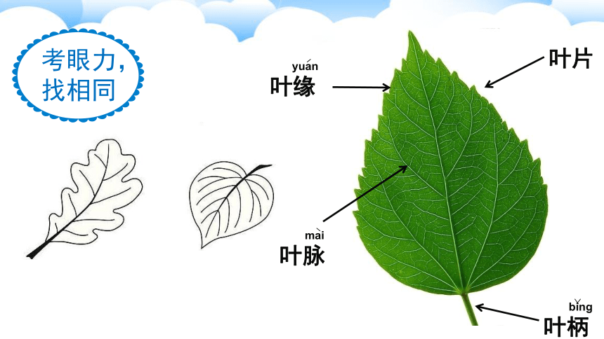 教科版2017秋一年级上册科学课件13观察叶课件17ppt