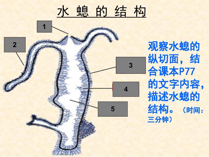 冀教版七上生物42腔肠动物和扁形动物课件17张ppt