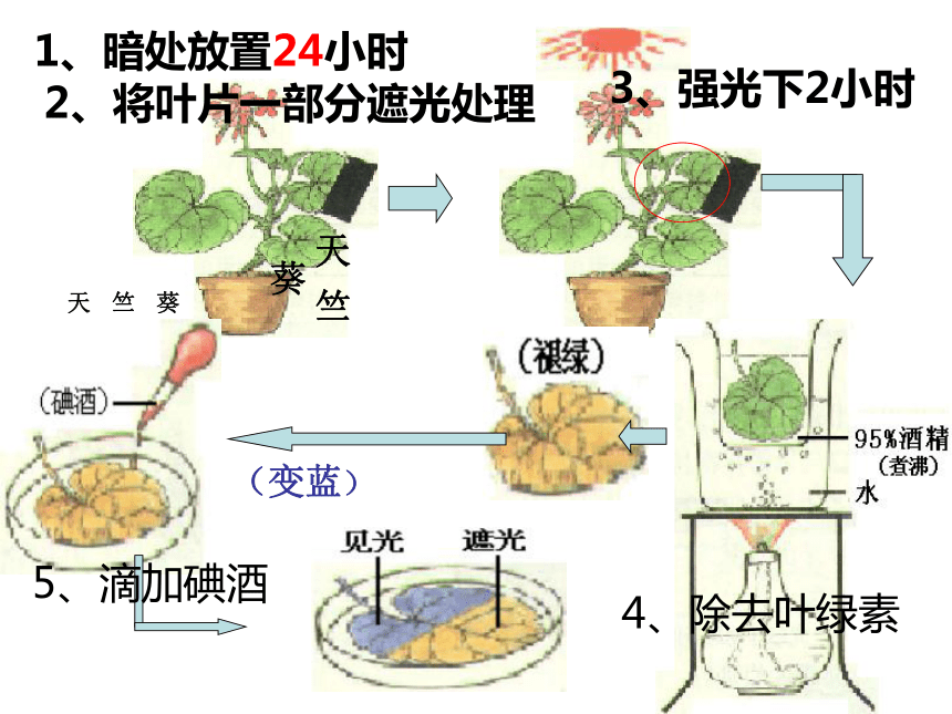 冀教版八上生物331光合作用的产物课件25张ppt