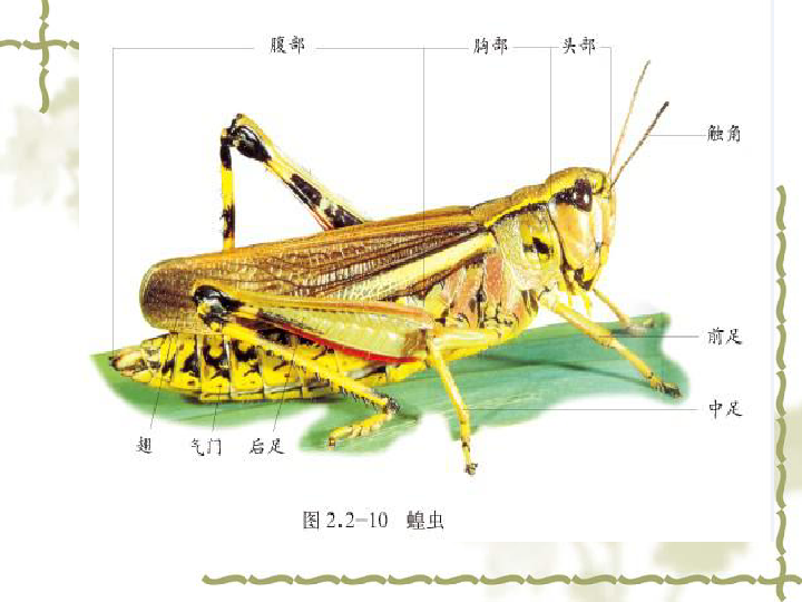 2019秋人教版生物八上516鸟课件共50张ppt