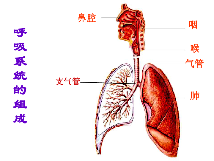 第2节人体获得氧气的过程呼吸系统的组成