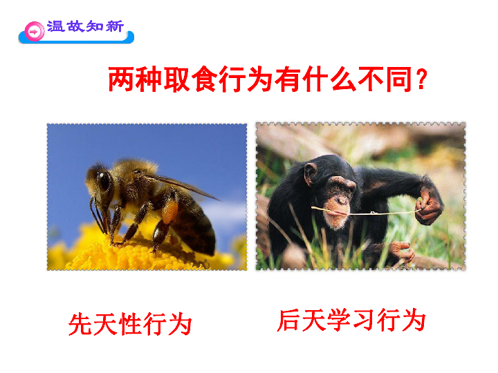 第2节  动物行为的主要类型两种取食行为有什么不同?先天性行