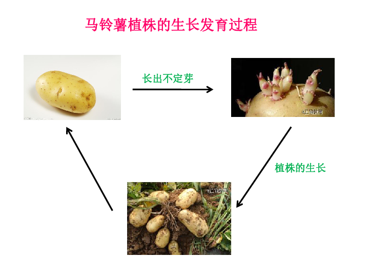 417植物的营养生殖课件32张ppt