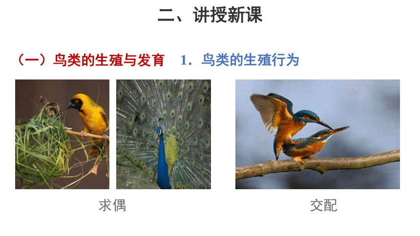 苏教版八年级生物下册第8单元第21章第五节鸟类的生殖与发育课件22张