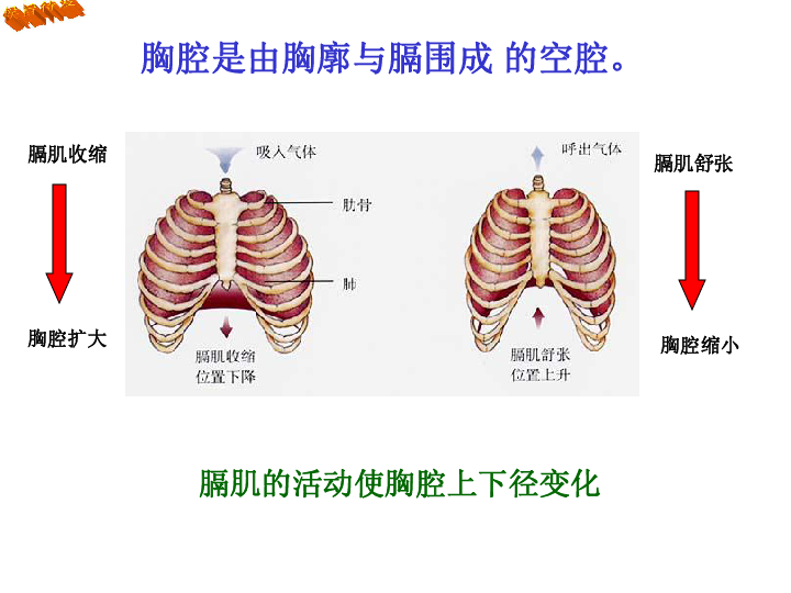 向内运动胸廓变大胸廓变小肋间外肌舒张肋骨向上向外运动肋间外肌收缩