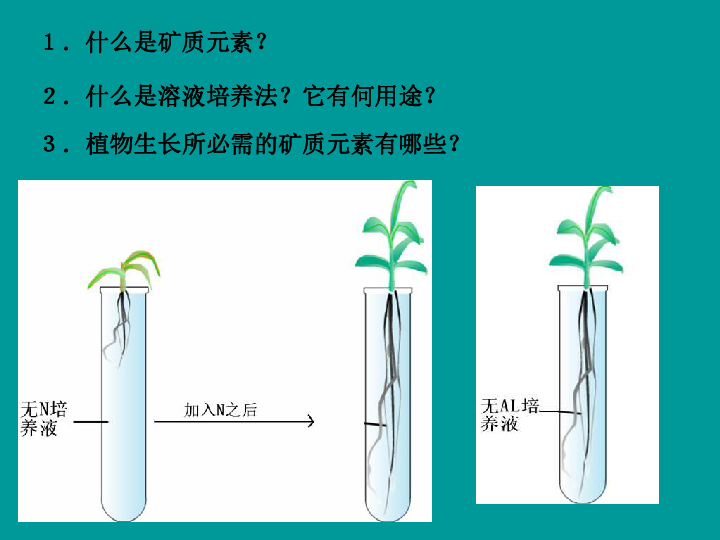 高一生物植物的矿质营养课件