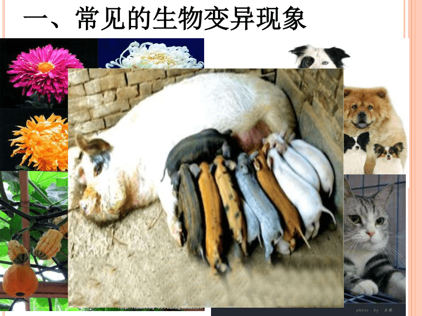 苏教版八年级下册生物225生物的变异课件28张ppt