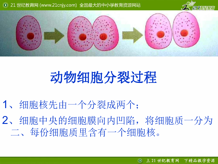 第三章第三节细胞分裂与分化课件素材视频