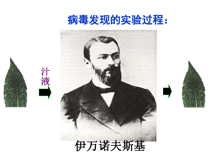 病毒课件共28张ppt