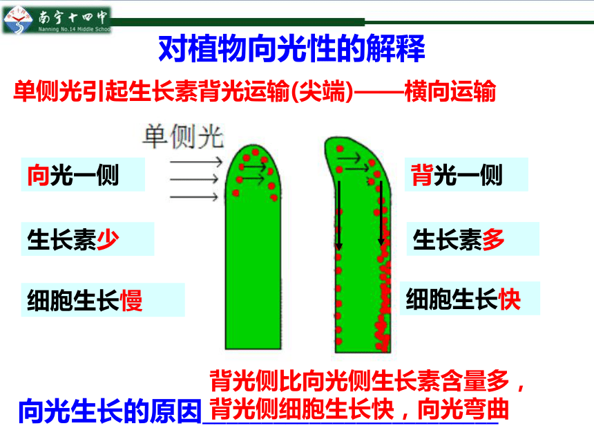 20202021学年高二生物人教版必修三32生长素的生理作用课件29张ppt