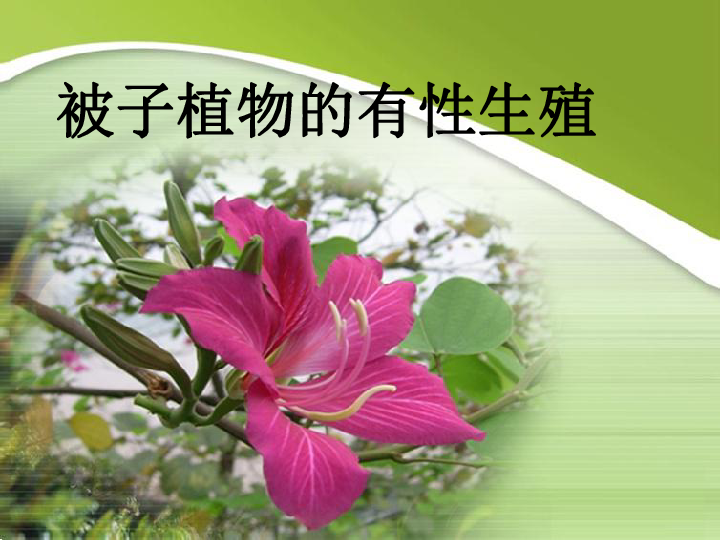 生物的繁衍和发展 第一章 生物的繁殖 第一节 被子植物的生殖全屏阅读