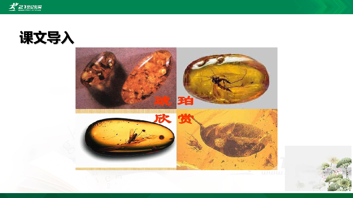 2020统编版5琥珀课件教案2课时