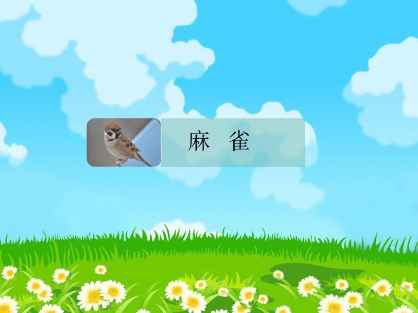 麻雀 课件(共31张ppt)