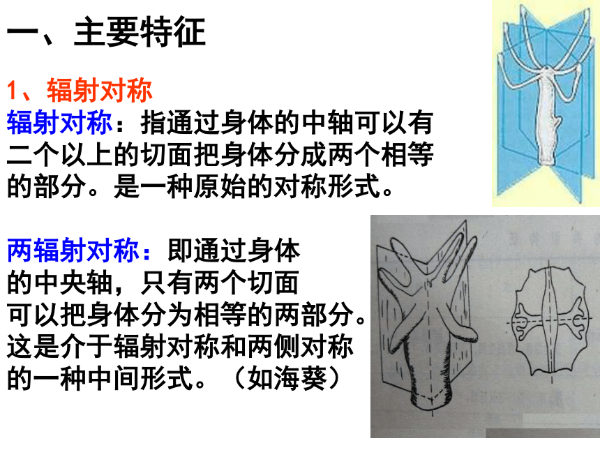 高中生物竞赛动物学教学课件第六章辐射对称的动物腔肠动物门72张