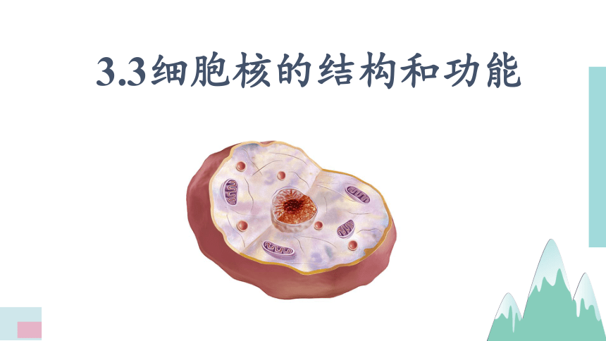 细胞核的结构和功能终版 课件(28张ppt)