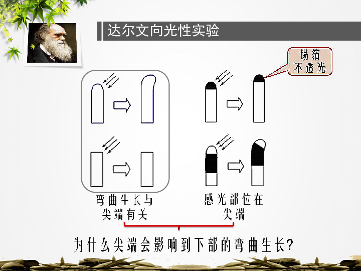 中国古代人的发现达尔文向光性实验达尔文向光性实验温特的实验生长素