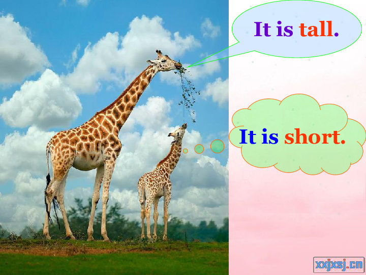 lesson 14 are you short or tall 课件(共21张ppt)