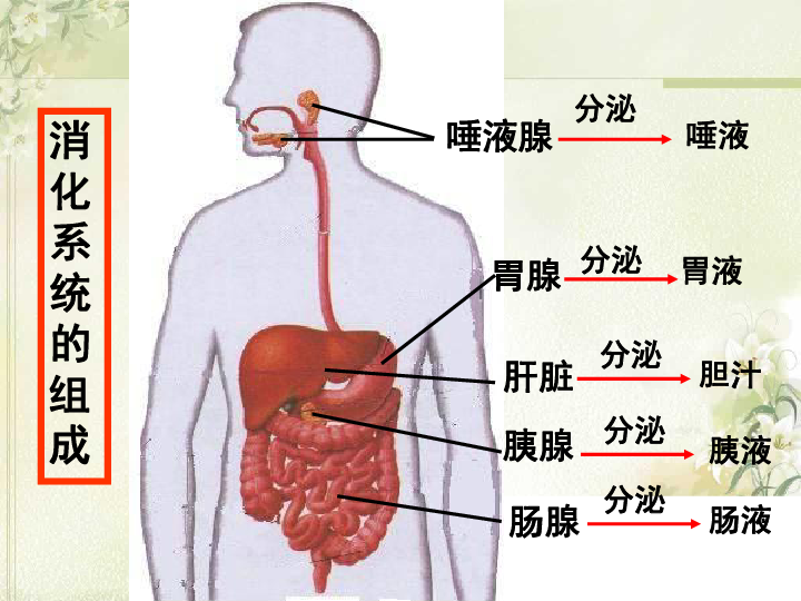 消化和吸收课件共21张ppt