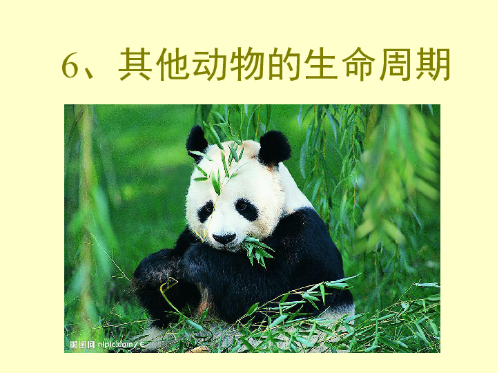 其他动物的生命周期(课件)