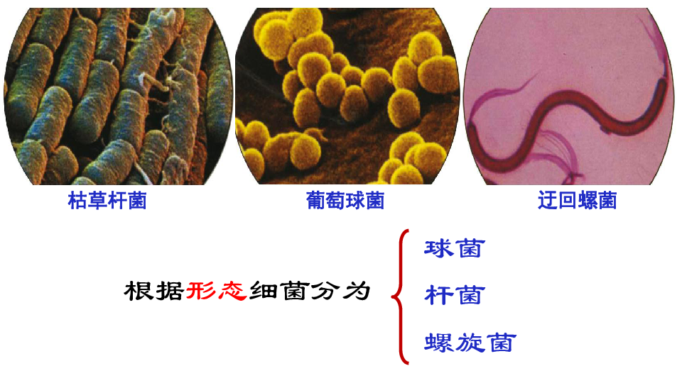 球菌枯草杆菌迂回螺菌根据形态细菌分为球菌杆菌螺旋菌猜一猜一般来说