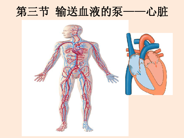 3 输送血液的泵—心脏-人教版七年级下册生物课件