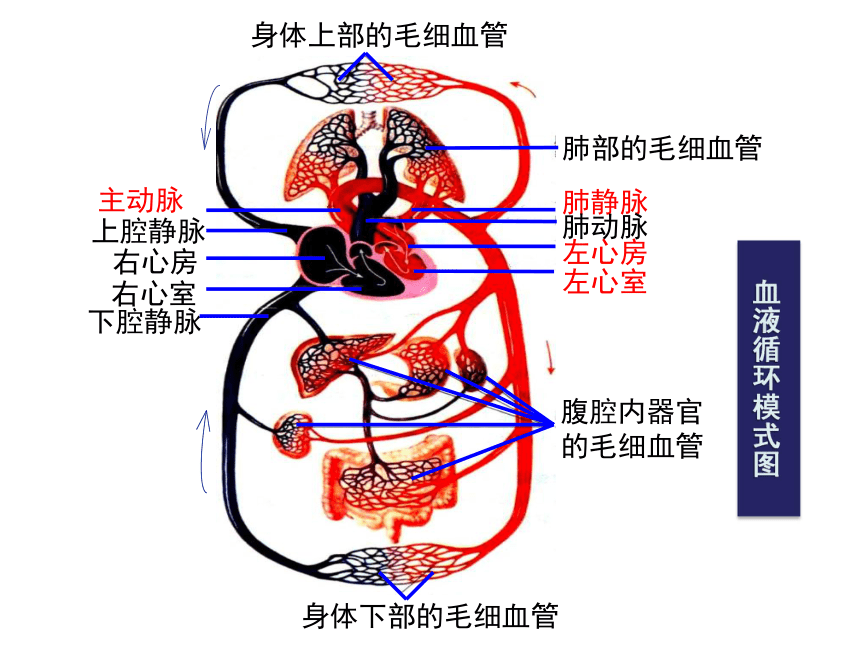 第四章 人体内物质的运输主动脉肺动脉肺静脉左心房左心室上腔静脉右