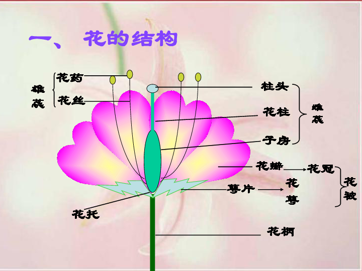 4.1 植物——花的结构和植物的繁殖 课件(共34张ppt)