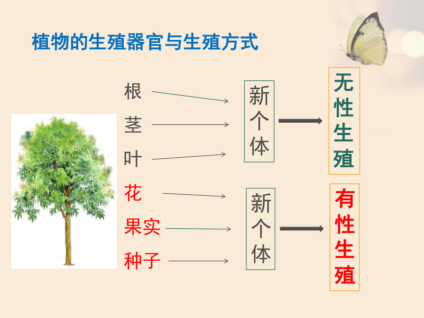 初中生物苏教版八年级下册第8单元生物的生殖发育与遗传212植物的有性